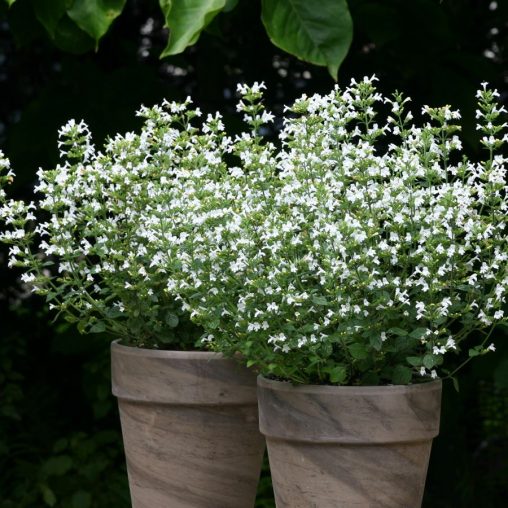 Marvelette White Calamint Seeds - Image 3