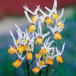 Masquerade Nemesia Flower Seeds