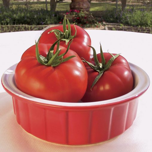 Mater Sandwich Hybrid Organic Tomato Seeds - Image 3