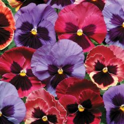 Matrix Coastal Sunrise Pansy Seeds