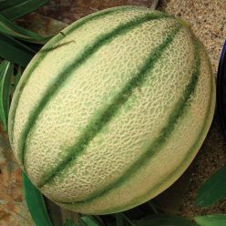 Melon Da Vinci