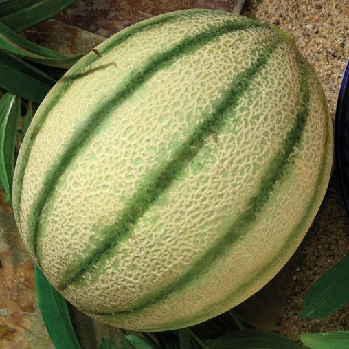 Melon Da Vinci
