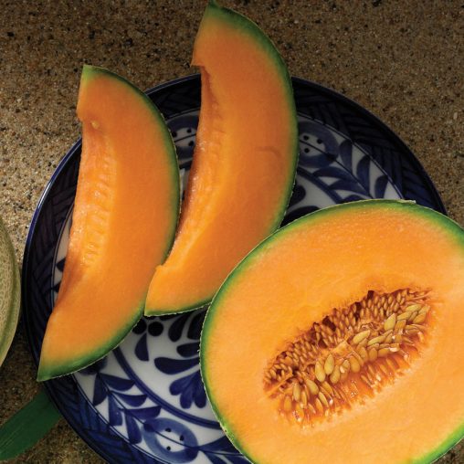 Melon Da Vinci - Image 3