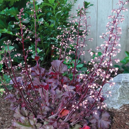 Melting Fire Coral Bells Seeds - Image 3