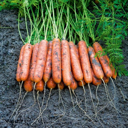 Mini Adelaide Hybrid Carrot Seeds - Image 3