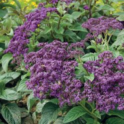 Mini Marine Heliotrope Seeds