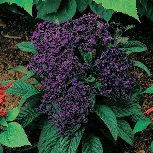 Mini Marine Heliotrope Seeds - Image 3