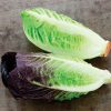 Mini Romaine Duo Seed Tape