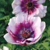 Mona Lisa Wine White Bicolor Windflower Seeds