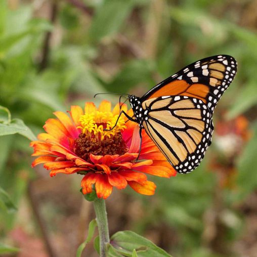 Monarch Butterfly Wildflower Mix - Image 3