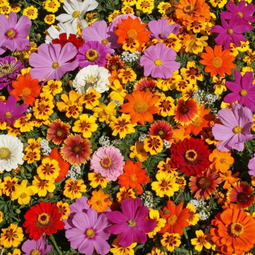 Monarch Butterfly Wildflower Mix - Image 4
