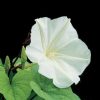 Moonflower Plant Vine Seeds
