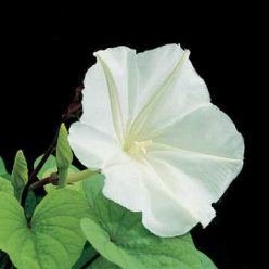 Moonflower Plant Vine Seeds