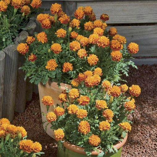 Mowgli Bicolor Marigold Seeds - Image 3