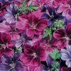 Mystic Merlin Hollyhock Mallow Seeds