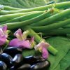 Nautica Stringless bean with excellent flavor