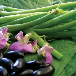 Nautica Stringless bean with excellent flavor