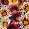 New Day Strawberry Shortcake Mix Gazania Seeds