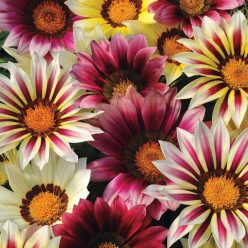 New Day Strawberry Shortcake Mix Gazania Seeds