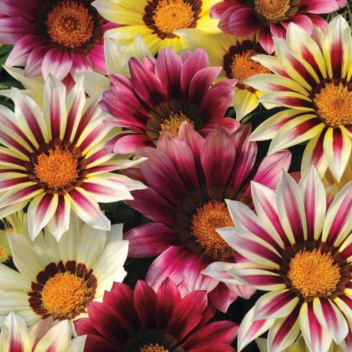 New Day Strawberry Shortcake Mix Gazania Seeds