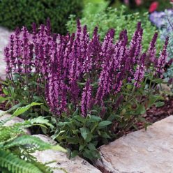 New Dimension Rose Salvia Seeds