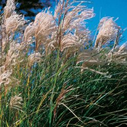 New Hybrids Maiden Grass Seeds