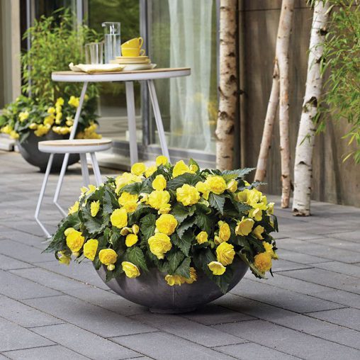 Nonstop Joy Begonia Seeds - Image 2