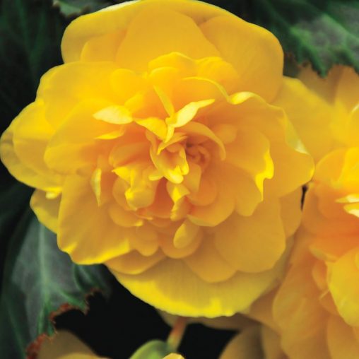 Nonstop Joy Begonia Seeds - Image 3