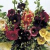 Old Barnyard Mix Hollyhock Seed