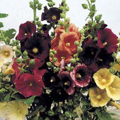 Old Barnyard Mix Hollyhock Seed