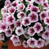 Opera Supreme Raspberry Ice Petunia Seeds