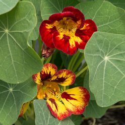 Orchid Flame Nasturtium Seeds