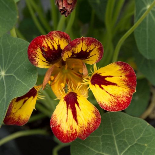 Orchid Flame Nasturtium Seeds - Image 4