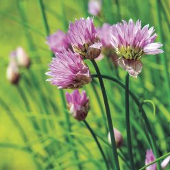 Organic Chives Seeds
