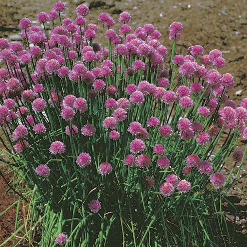 Organic Chives Seeds - Image 3