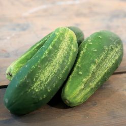 Organic Cucumber Excelsior F1