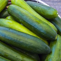 Organic Cucumber Paraiso F1