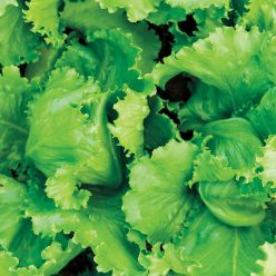 Organic Lettuce Black Seeded Simpson
