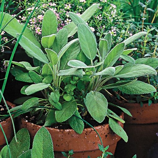 Organic Sage Seeds