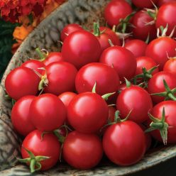 Organic Tomato Sakura
