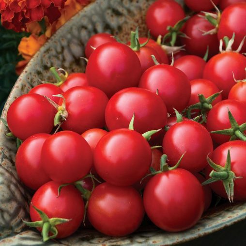 Organic Tomato Sakura - Image 2