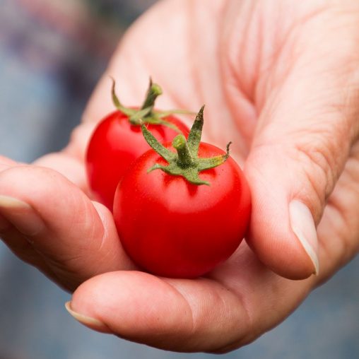 Organic Tomato Sakura - Image 3