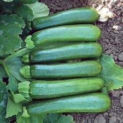 Organic Zucchini Green Machine F1