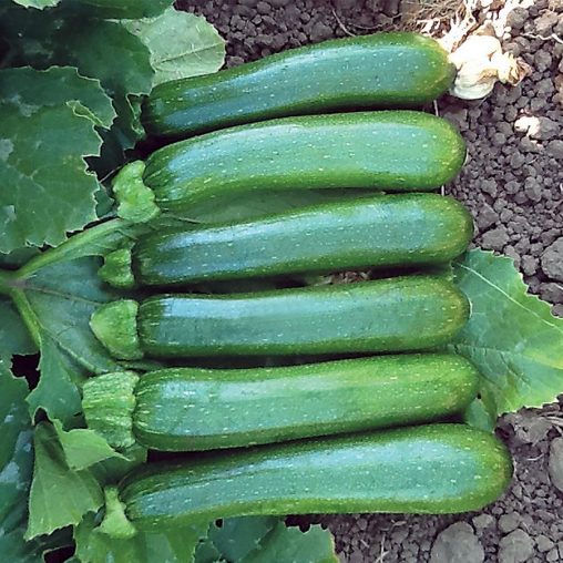 Organic Zucchini Green Machine F1