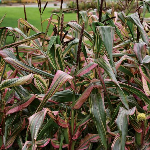 Ornamental Corn Pink Zebra - Image 3