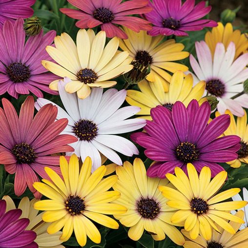 Osteospermum Akila Grand Canyon Mix - Image 3