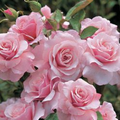 Our Lady of Guadalupe Floribunda Rose Seeds