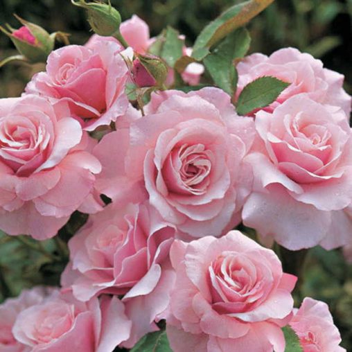 Our Lady of Guadalupe Floribunda Rose Seeds - Image 2
