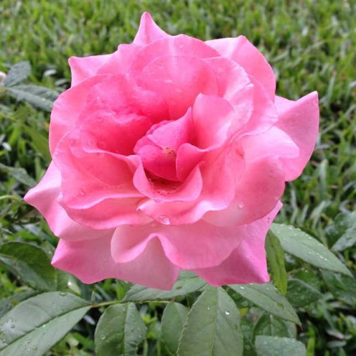Our Lady of Guadalupe Floribunda Rose Seeds - Image 3