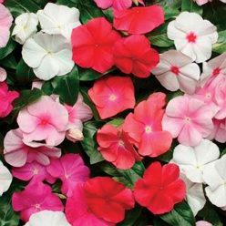 Pacifica Hybrid Mix Vinca Flower Seeds